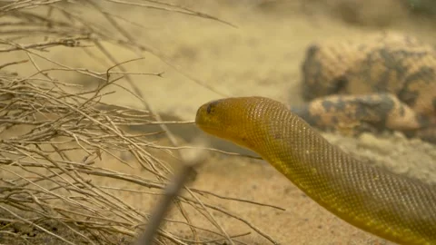 Close-up tracking shot of a moving woma python (Aspidites ramsayi). Stock Footage 166272704