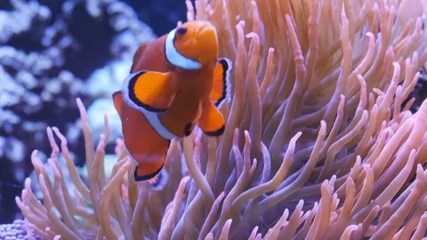 Close up tracking shot of an orange and white clownfish Stock Footage 75659862
