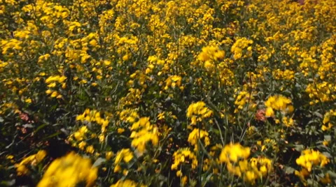 Close-up tracking shot over the bright yellow flowers of the canol Stock Footage 55656581