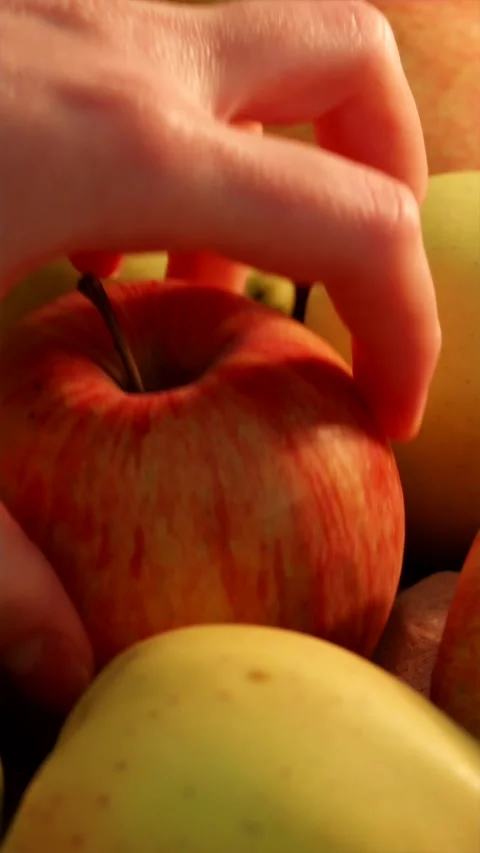 Close up tracking shot over fresh apples as woman's hand picks one Stock Footage 339299479