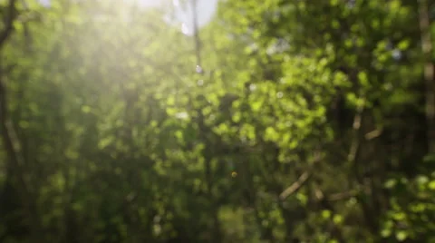 Close up tracking shot passing green leafs Stock Footage 52499070