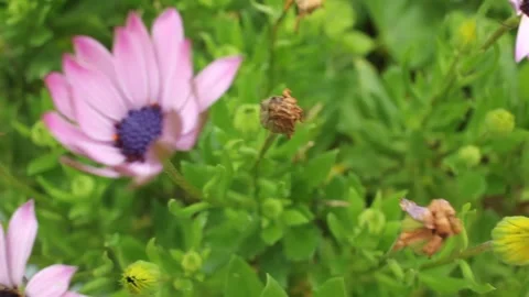 Close up tracking shot of pink daisies blooming in a sunny garden 库存影片 332592338