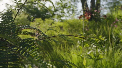 Close-Up tracking shot, rack focus, of flowers in a natural garden Stock Footage 258400046