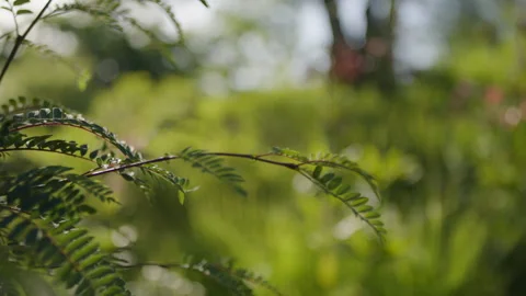 Close-Up tracking shot, rack focus, of wild flowers in a natural garden Stock Footage 258400253