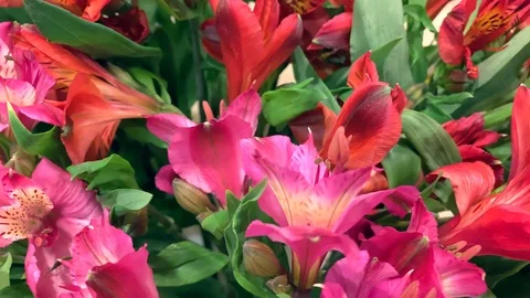 Close up tracking shot of red and purple alstroemerias flowers Stock Footage 117364091