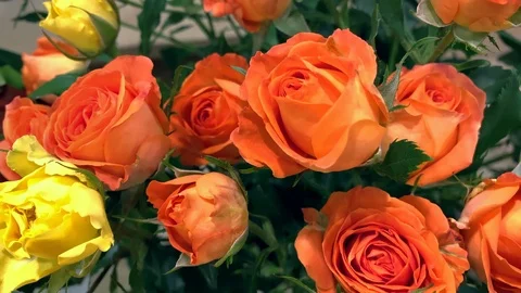 Close up tracking shot of red orange and yellow roses flowers Видео 117364446