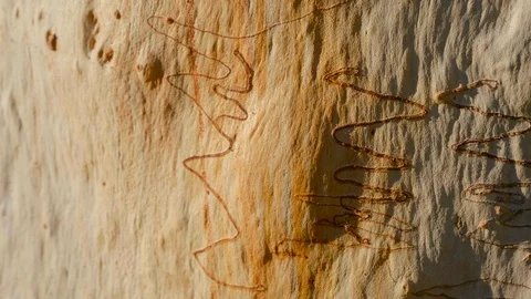Close up tracking shot of Scribbly Gum tree at sunset Stock Footage 112585967