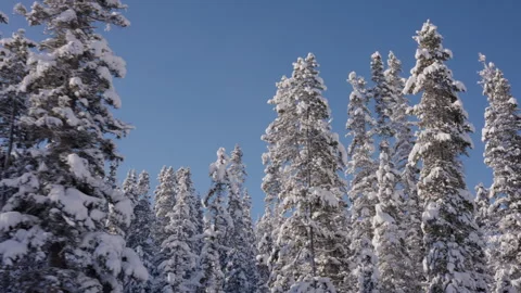 Close Up Tracking Shot on Snow Covered Evergreen Trees as they Pass by 4K Stock Footage 263278239