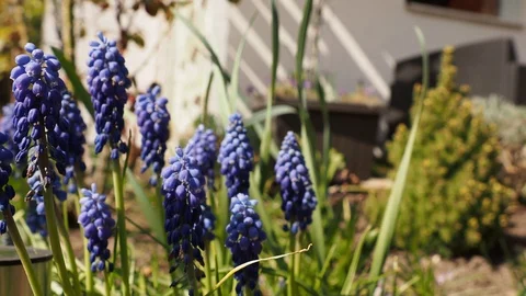 Close-up tracking shot through a flower bed in the garden Stock Footage 128647831