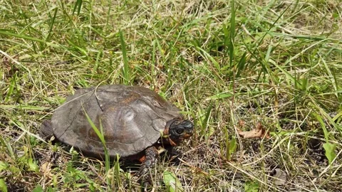 A Close-Up Tracking Shot of a Turtle in Pennsylvania 库存影片 302101271