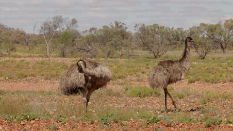 Close tracking shot of two emus near cunnamulla in outback queensland Stock Footage 237055528