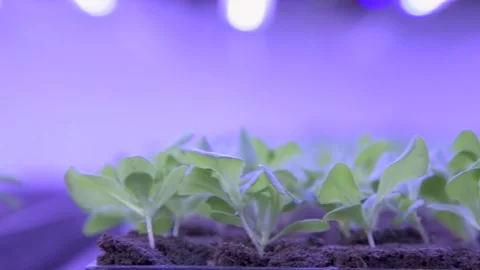 Close up tracking shot of Vertical Farming plants Stock Footage 247785503