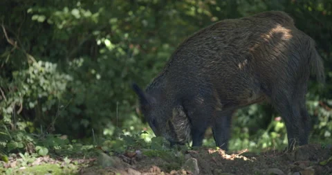 Close up tracking shot of White lipped peccary in wild, looking for food Stock Footage 167625407
