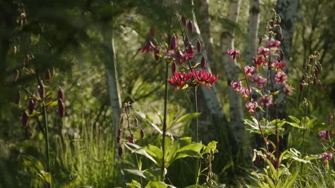 Close-Up tracking shot of wild flowers in a natural garden in the morning sun Video stock 258399409