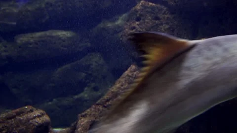 Close up tracking silver Cobia fish swimming in the water full of plankton Stock Footage 169172084