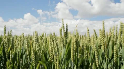 Close up tracking of wheat Stock Footage 11248523