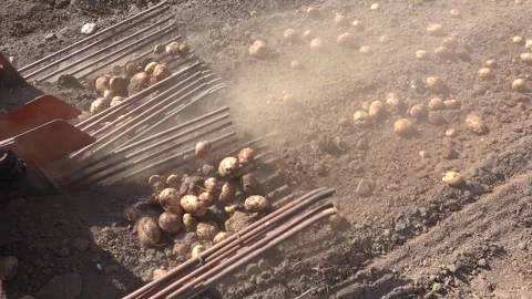 Close-up of a tractor using rods to pull potatoes out of the ground, illust.. Stock Footage 284625476