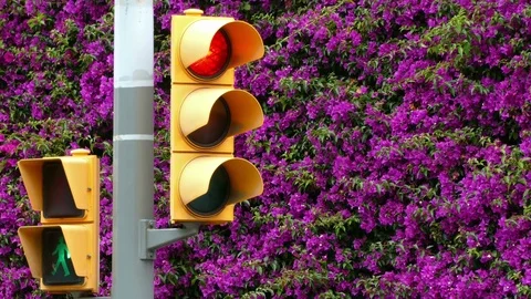 Close-up of traffic light, with all changes of light, on a floral background Stock Footage 76469722