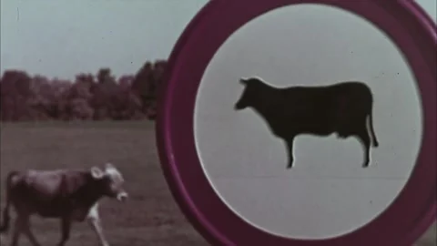 Close up traffic road sign or signpost for livestock animal caution while animal 库存影片 292618191