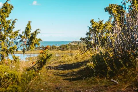 Close Up Trail Through Leaf Bushes Looking Towards Beautiful Sea Stock Photos