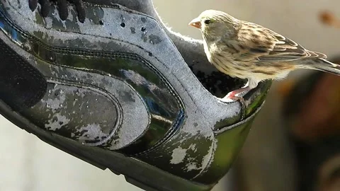 Close up of trainers &amp; bird Stock Footage 206260514