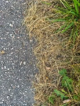 Close-up of the transition between a paved road and dry yellow grass Stock Photos