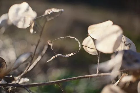 Close-up of translucent dried seed pods on thin branches, softly backlit by.. Stock Photos