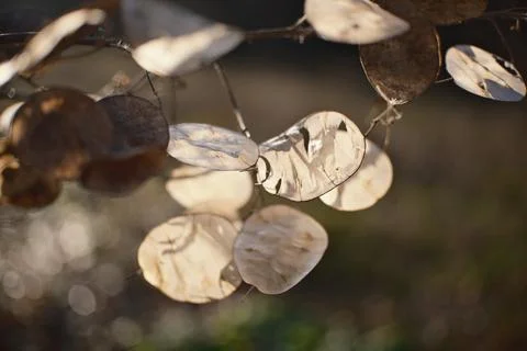 Close-up of translucent dried seed pods on thin branches, softly backlit by.. Stock Photos