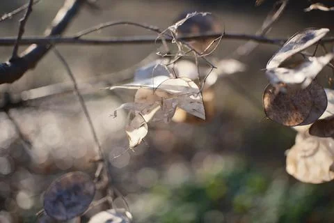 Close-up of translucent dried seed pods on thin branches, softly backlit by.. Stock Photos
