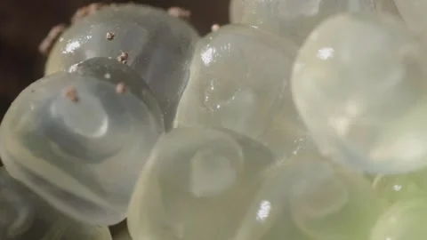 Close-up Of Translucent Gelatinous Snail Eggs Clustered Together. macro shot Stock-Footage 331010475