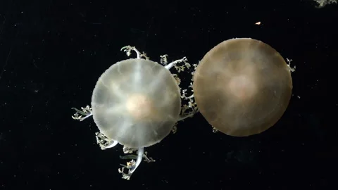 Close-up of a translucent jellyfish floating against a deep black underwater Stock Footage 341680305