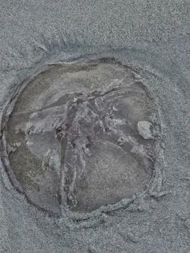 Close-up of a translucent jellyfish washed ashore on an Andaman beach Фото