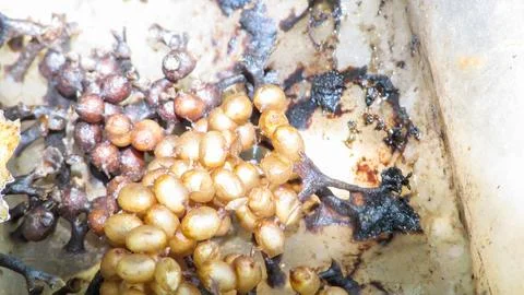 Close-up of translucent, light brown spherical formations attached to dark,.. Stock Photos