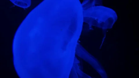 Close-up of a translucent Sea Moon jellyfish in an aquarium Stock Footage 239828647