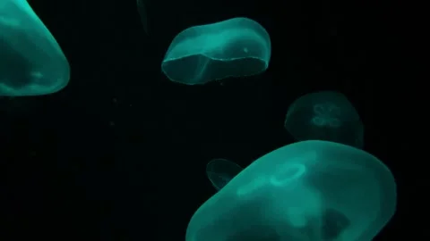Close-up of a translucent Sea Moon jellyfish in an aquarium Stock Footage 241095086