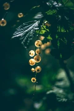 Close-up of translucent white currant berries hanging from a branch, illumi.. Stock Photos