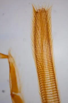 A close-up of the transparent amber-colored insect wings. Stock Photos