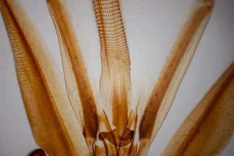 A close-up of the transparent amber-colored insect wings. Stock Photos
