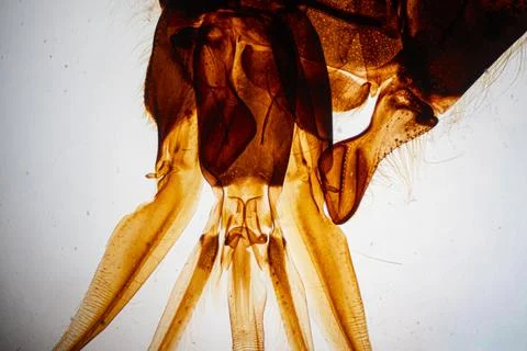 A close-up of the transparent amber-colored insect wings. Stock Photos