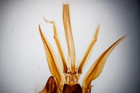 A close-up of the transparent amber-colored insect wings. Stock Photos