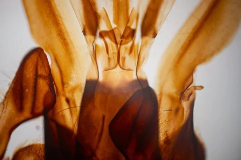 A close-up of the transparent amber-colored insect wings. Stock Photos