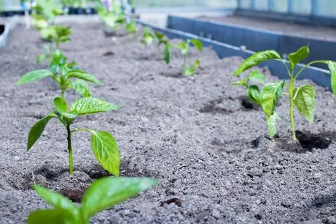Close-up of transplanted tomato seedlings on a watered bed. planting vegetables Stock Photos