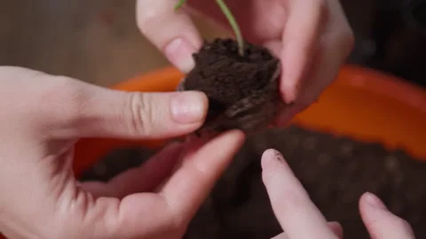 Close-up of transplanting tiny tomato sprouts into pots Stock Footage 253953917
