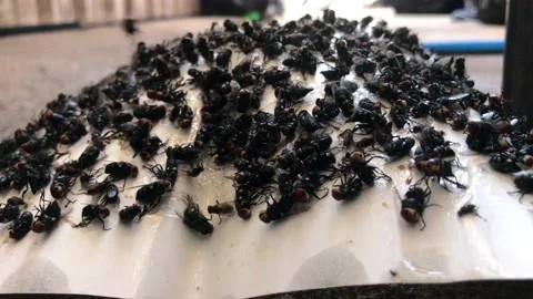 Close up a trapped flies created with sticky glue. Stock Footage 117474563