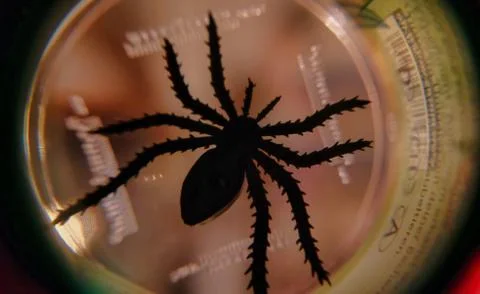 Close up of trapped spider Stock Photos