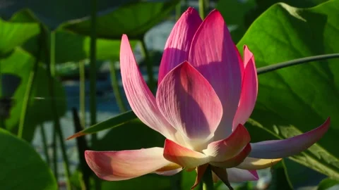 Close-up Tray Video stock 137011637