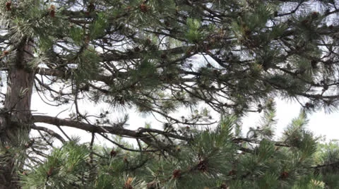 Close Up Tree 1 Stock Footage 25091432