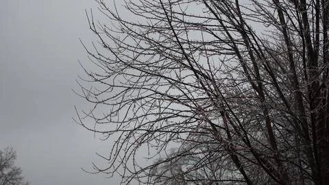 A close up of a tree after an ice rain storm on a cold day. Stock Photos