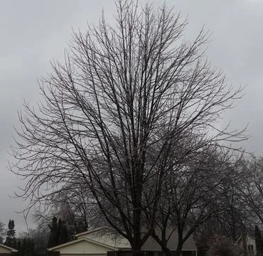 A close up of a tree after an ice rain storm on a cold day. Stock Photos