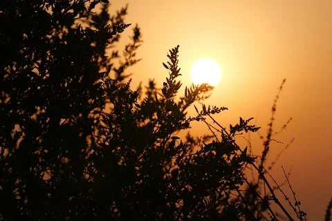 Close-up tree against a setting sun Fotos de archivo